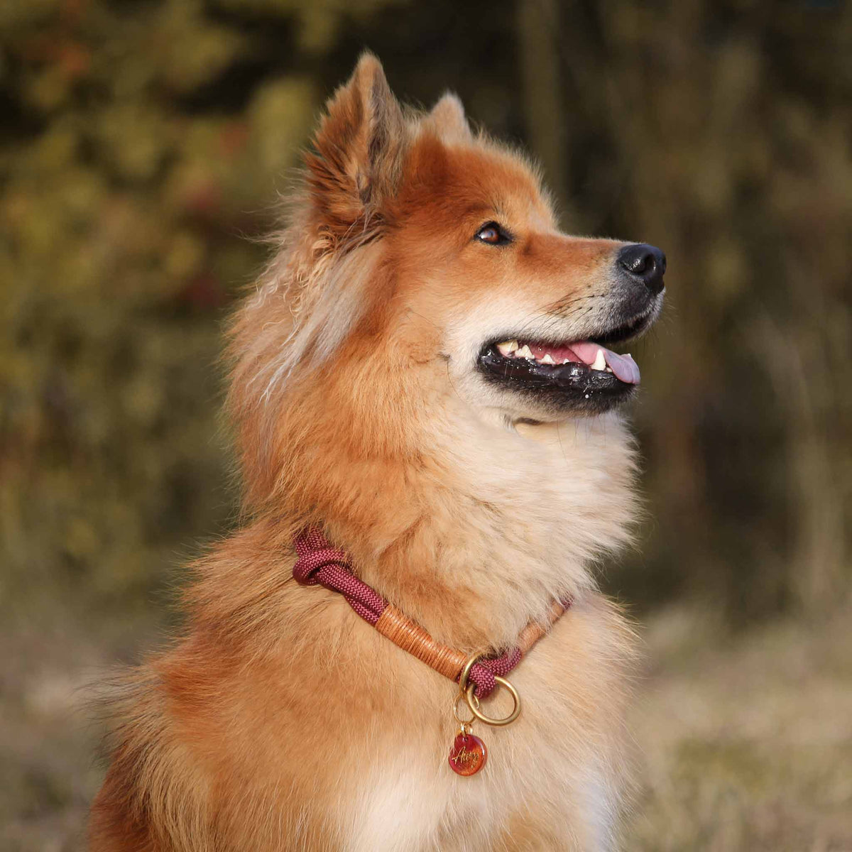 herzjubel Hundehalsband Zugstopp Seil burgundy/cognac ⋙AUTUMN GLOW WALKIE⋘ Tragebeispiel