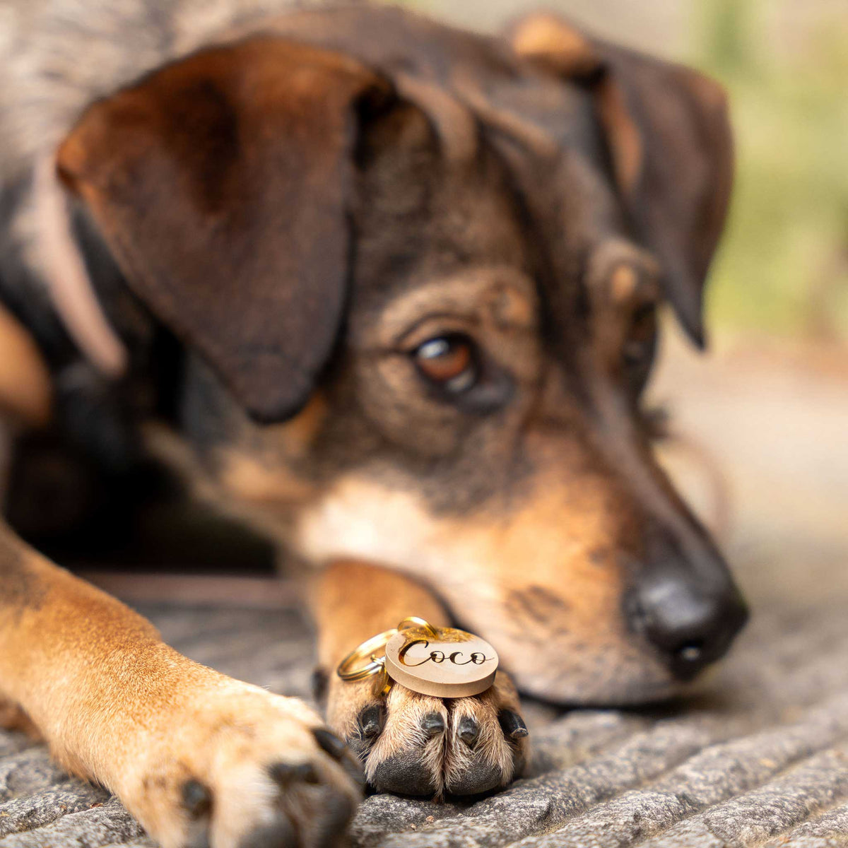 herzjubel Hundemarke ⋙IVORY TOUCH⋘