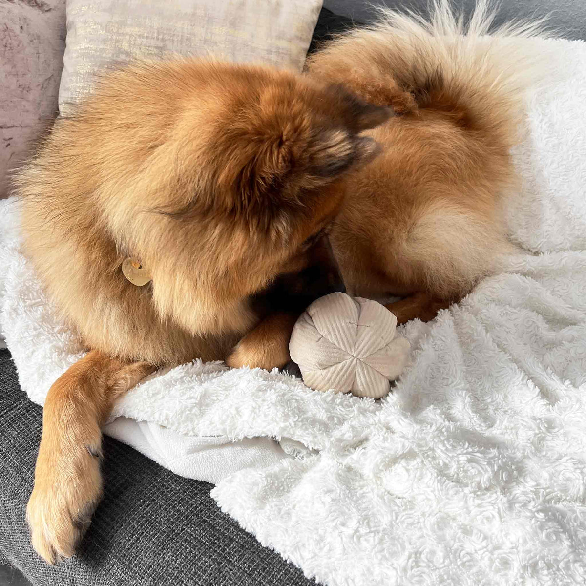 BOO Schnüffelkürbis