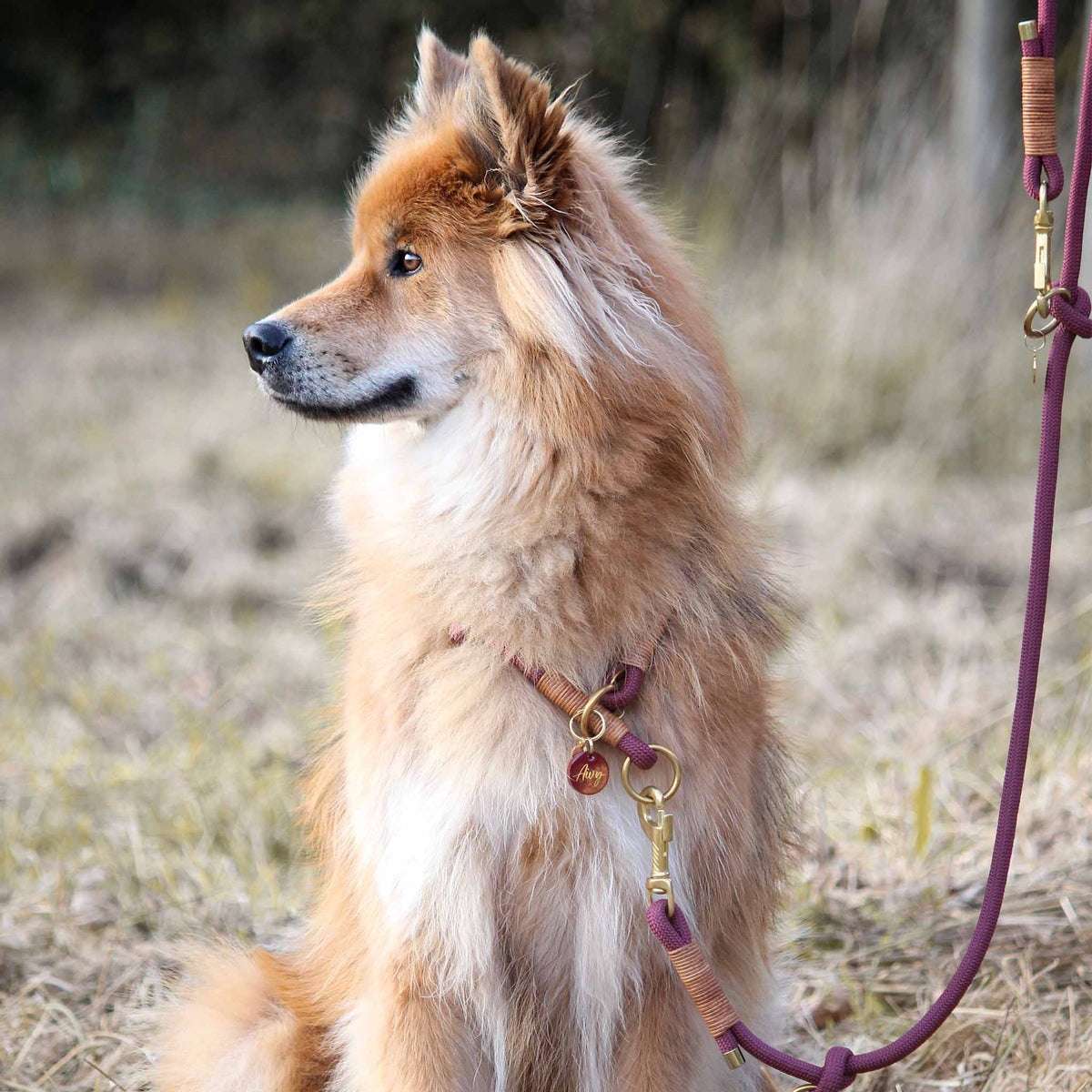 herzjubel Hundeleine Seil burgundyrot/cognac ⋙AUTUMN GLOW WALKIE⋘ Tragebeispiel