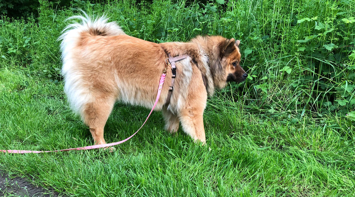 Hund mit Schleppleine im Gras während Brut und Setzzeit