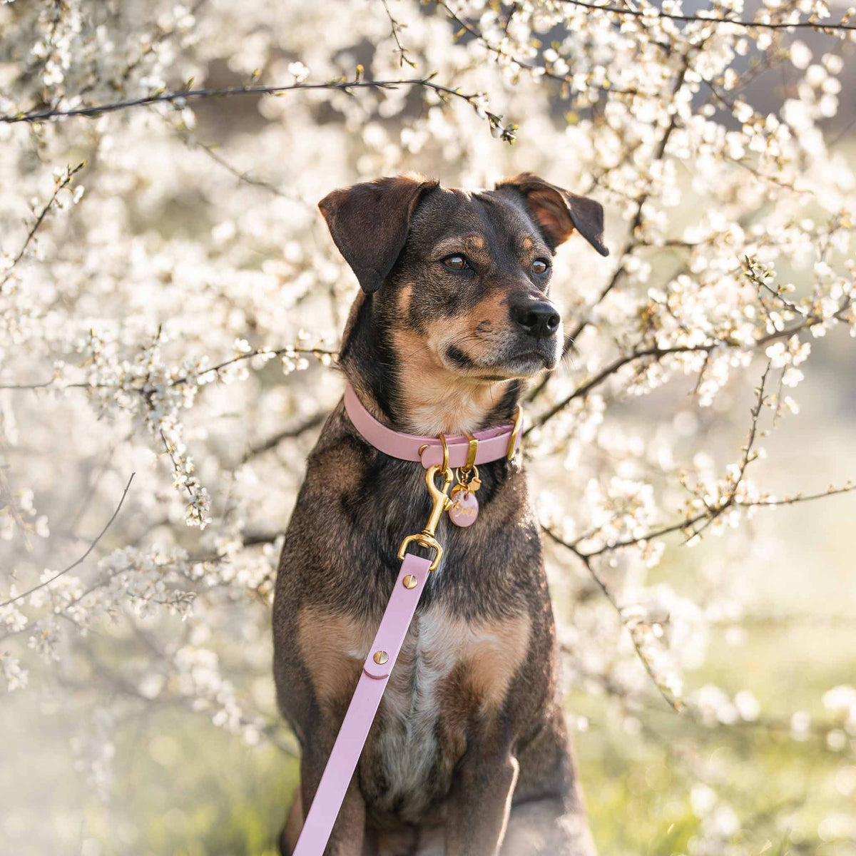 Tragebeispiel Set Biothane rosa ⋙SOFT ROSE WALKIE⋘ mit passender Hundemarke
