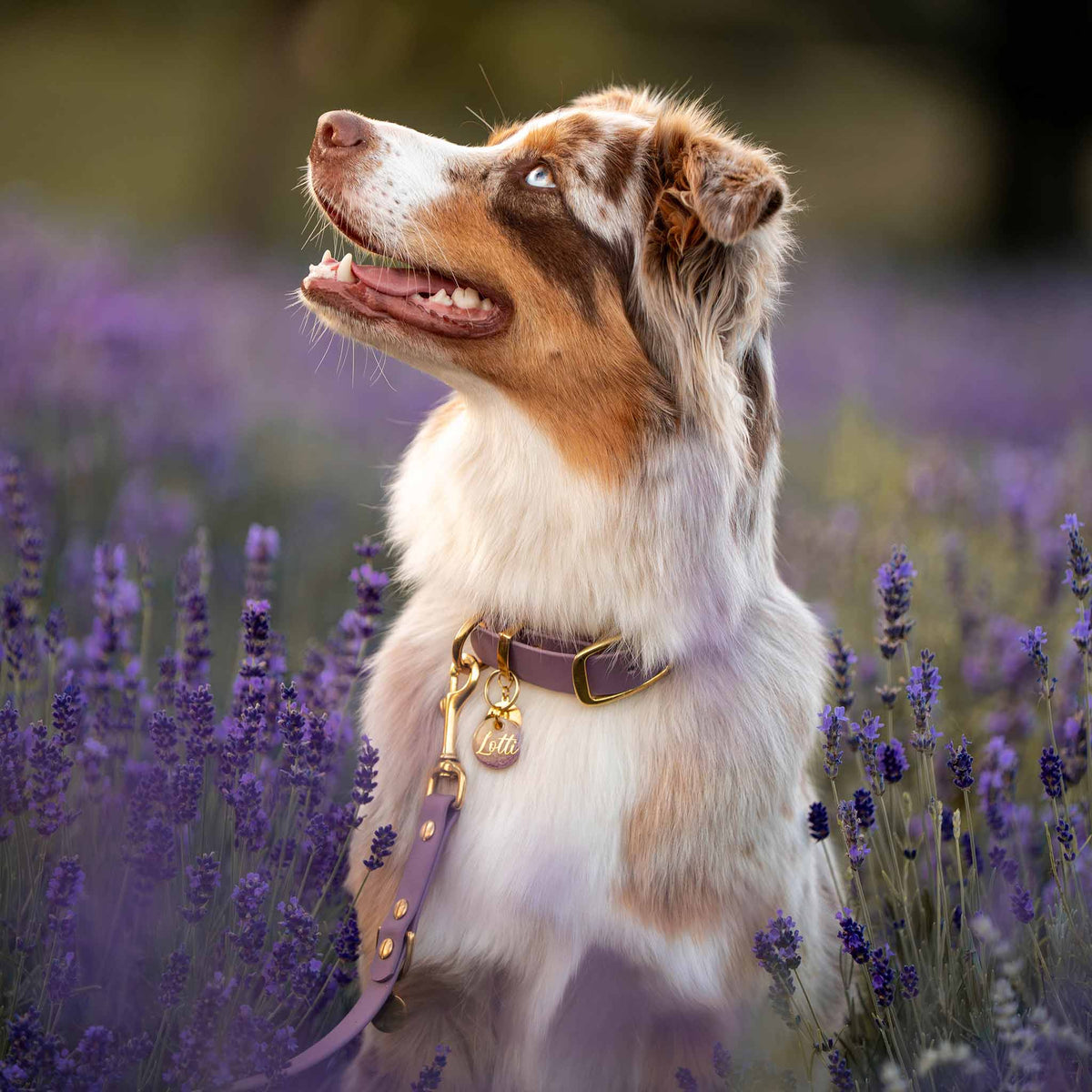 herzjubel Set Biothane lila ⋙LAVENDER LOVE WALKIE⋘ mit Hundemarke ⋙SUNSET LOVE⋘