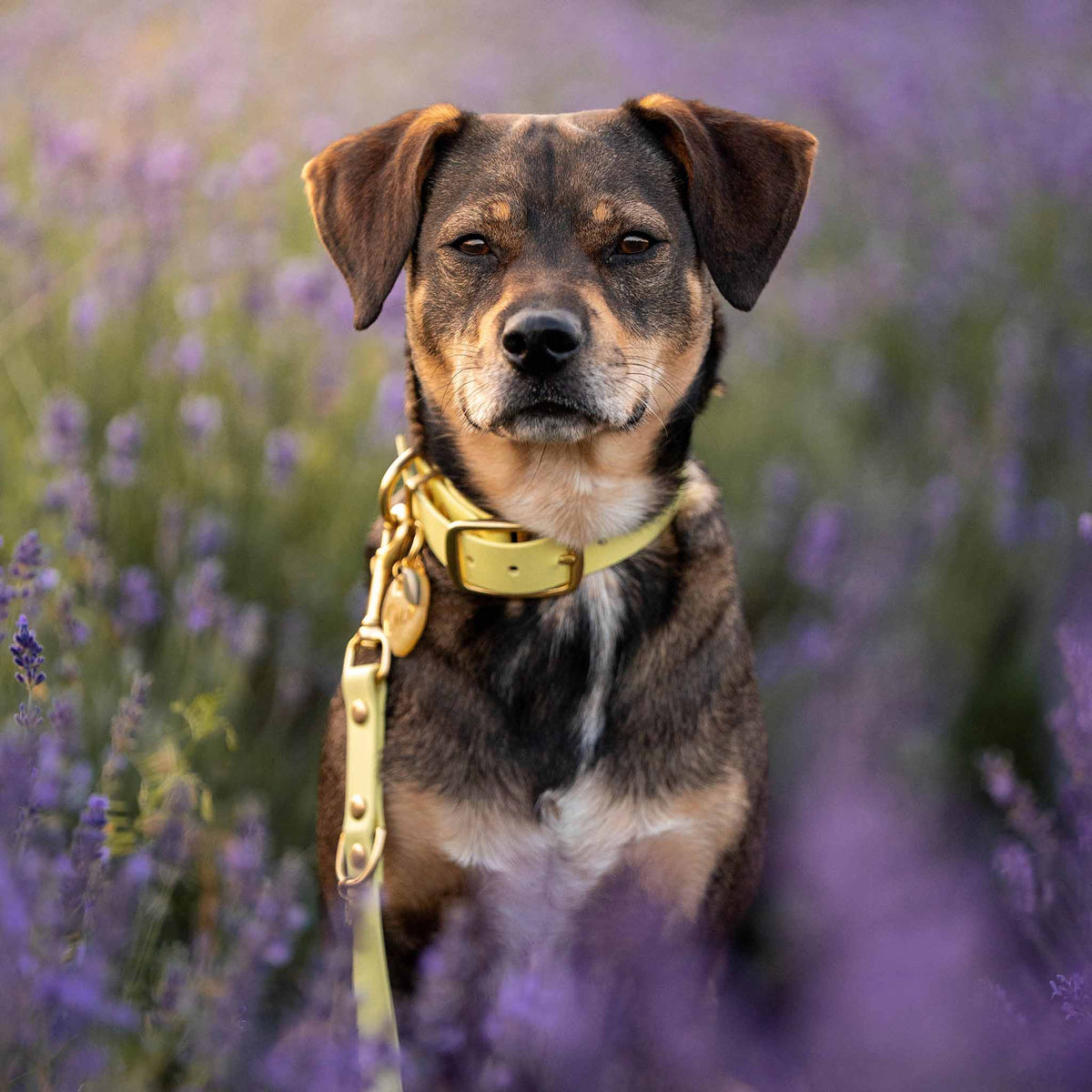 herzjubel Hundehalsband Biothane gelb ⋙LEMON DREAM WALKIE⋘