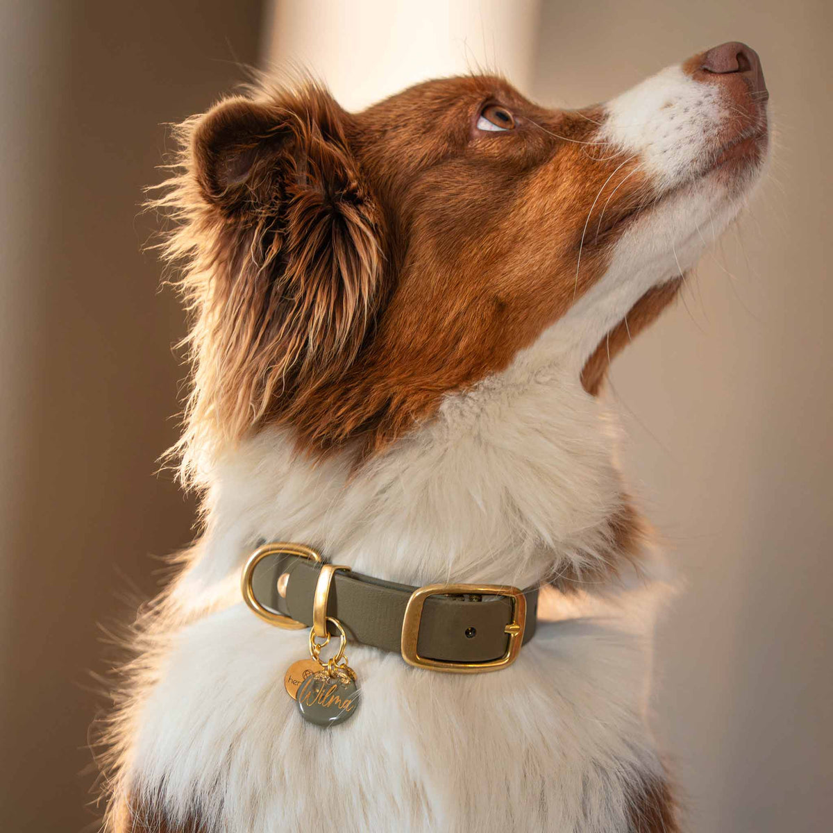 herzjubel Hundehalsband Biothane olivgrün ⋙OLIVE GRACE WALKIE⋘ mit Hundemarke ⋙OLIVE GRACE⋘