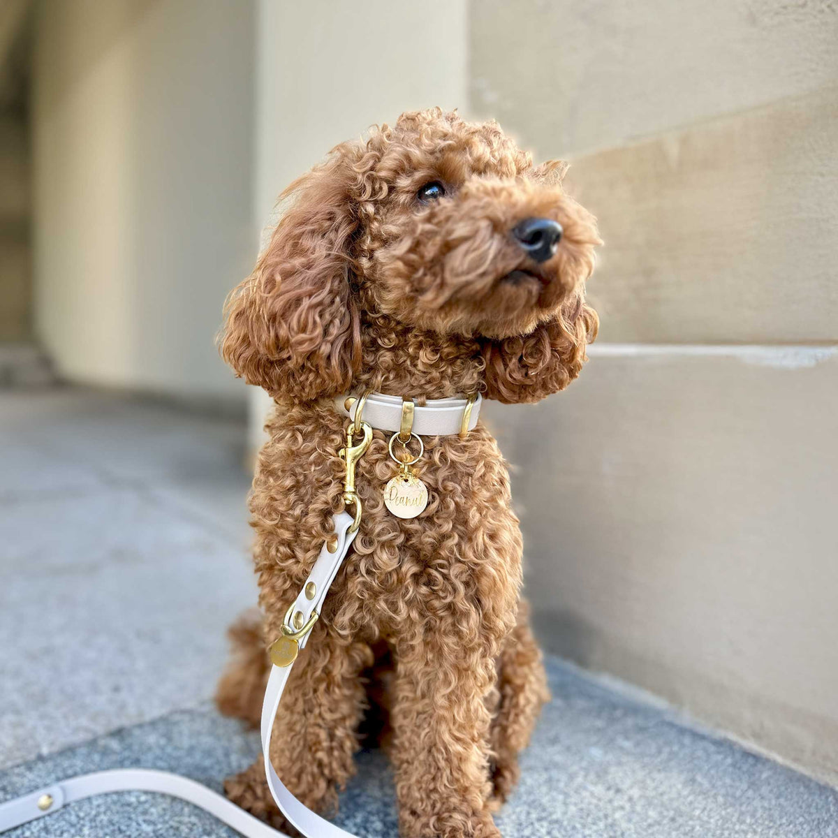 herzjubel Set Biothane taupe ⋙SOFT ELEGANCE WALKIE⋘ - schmale Version für kleine Hunde