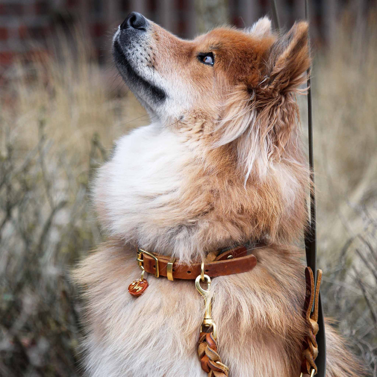 herzjubel Hundehalsband Biothane x Leder olive/cognac ⋙NATURE´S HARMONY WALKIE⋘ Tragebeispiel