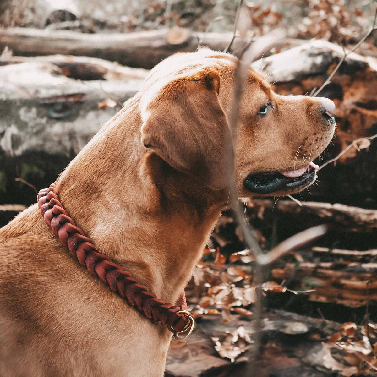 herzjubel Hundehalsband Zugstopp Leder ⋙CLASSIC WALKIE⋘ Tragebeispiel