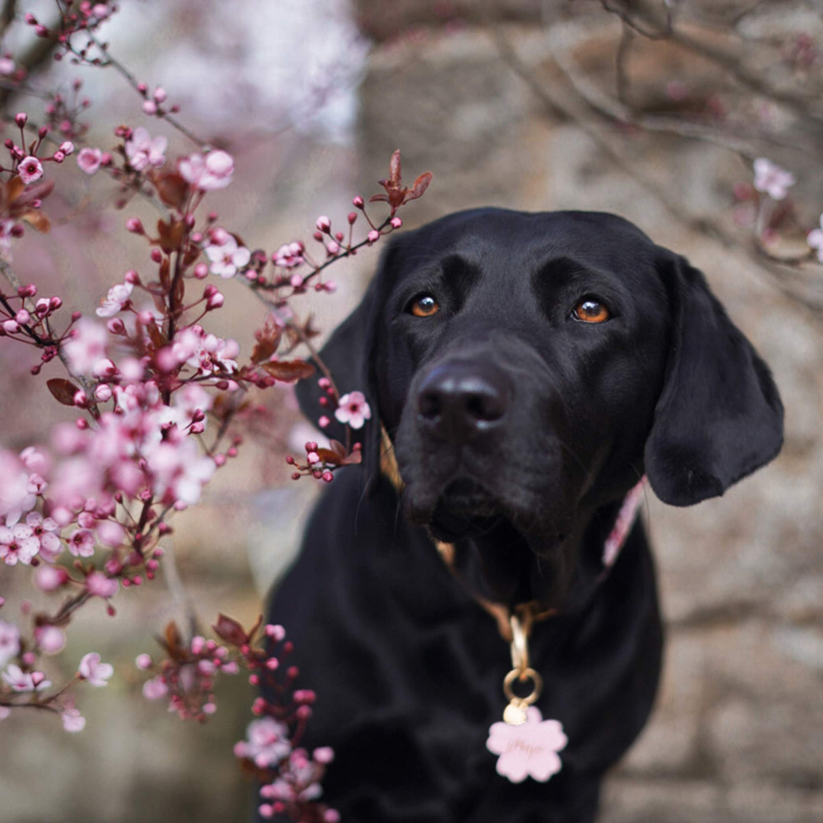 Hundemarke Blume ⋙ROSE BLOSSOM⋘