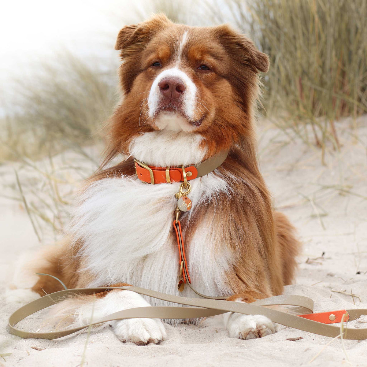 herzjubel Hundemarke ⋙GOLDEN AMBER⋘ Tragebeispiel