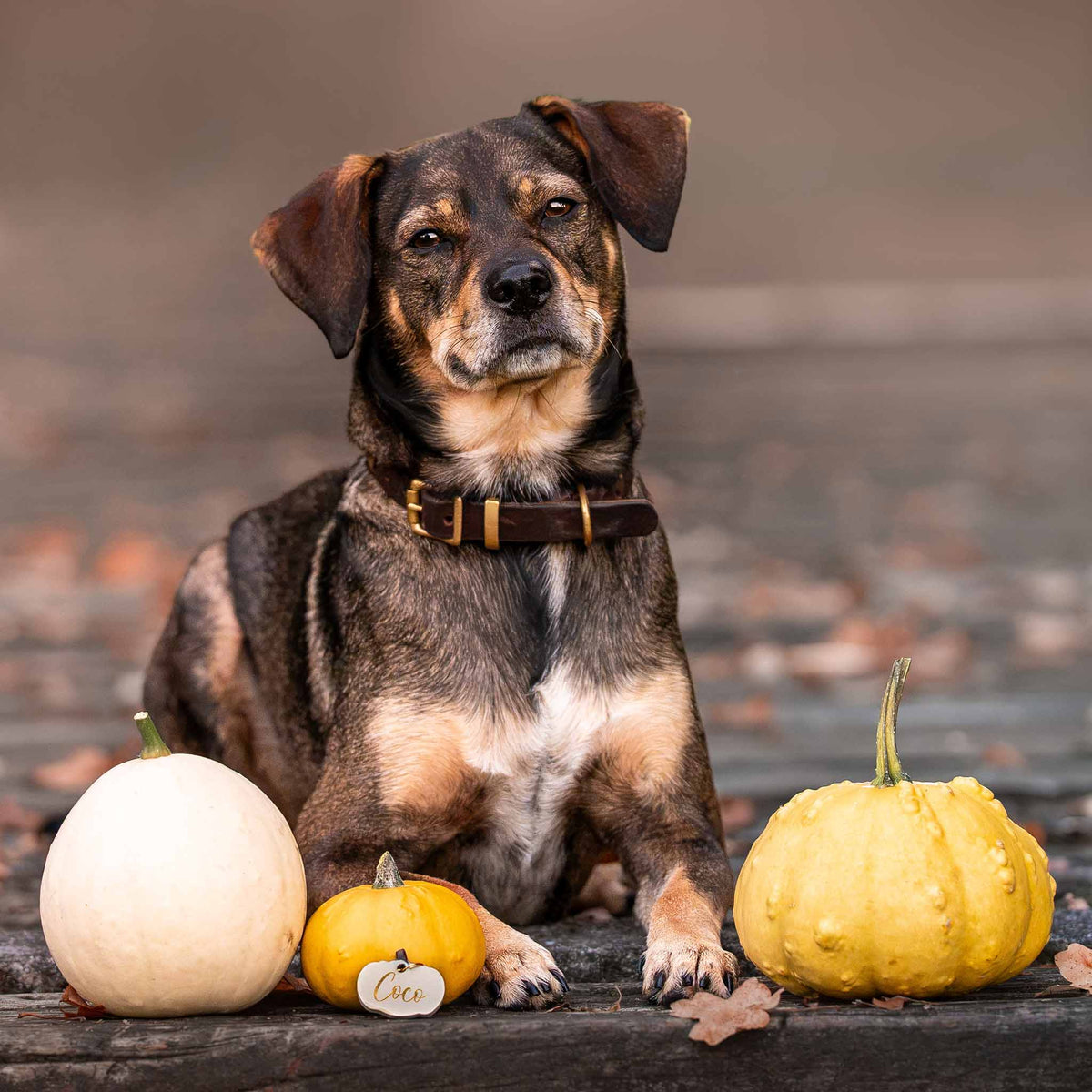 herzjubel Hundemarke Kürbis ⋙PUMPKIN LOVE⋘ in ästhetischem Greige mit goldenen Beschlägen und goldener Personalisierung vor Kürbissen und Hund Coco