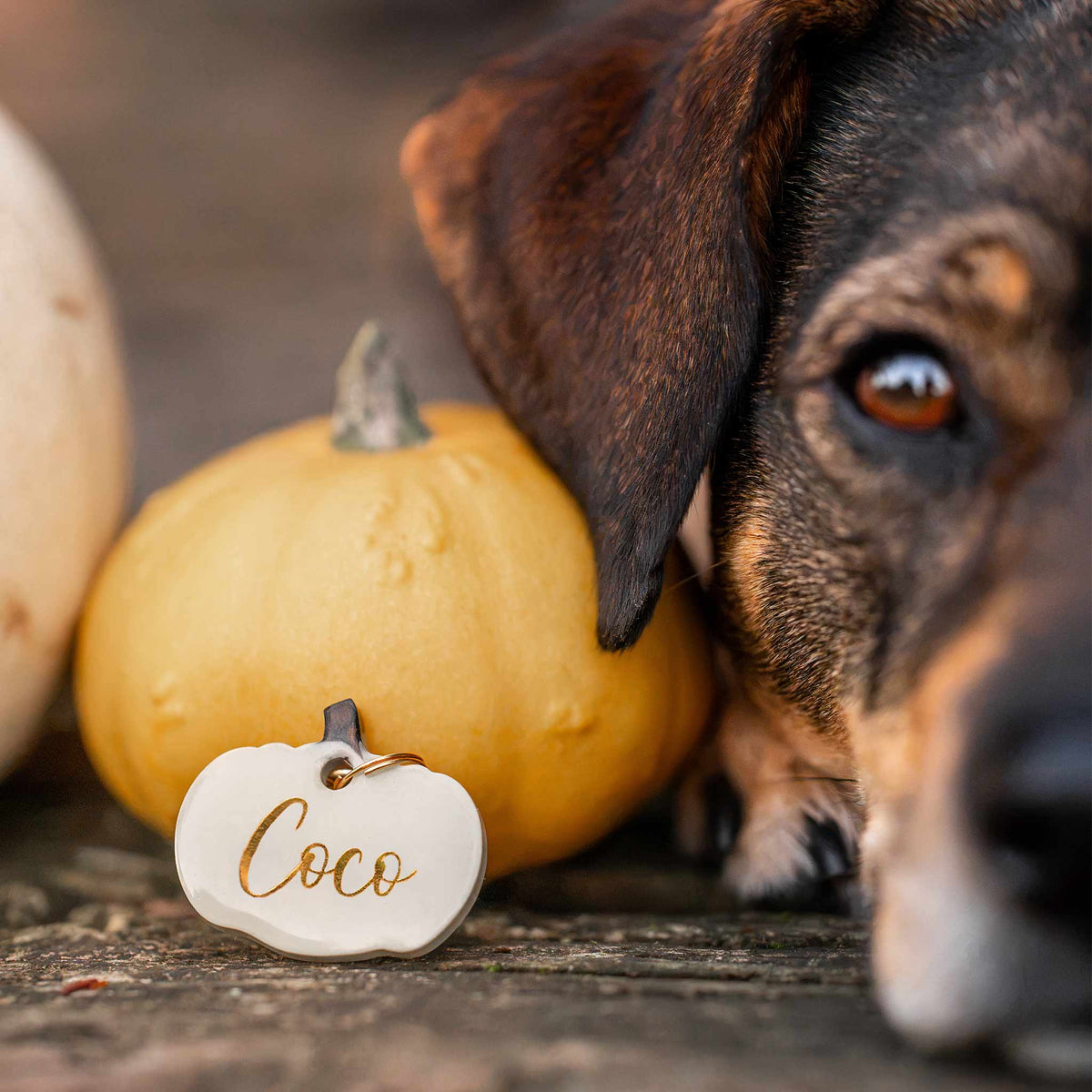 herzjubel Hundemarke Kürbis ⋙PUMPKIN LOVE⋘ in ästhetischem Greige mit goldenen Beschlägen und goldener Personalisierung vor Kürbissen und neben Hund Coco