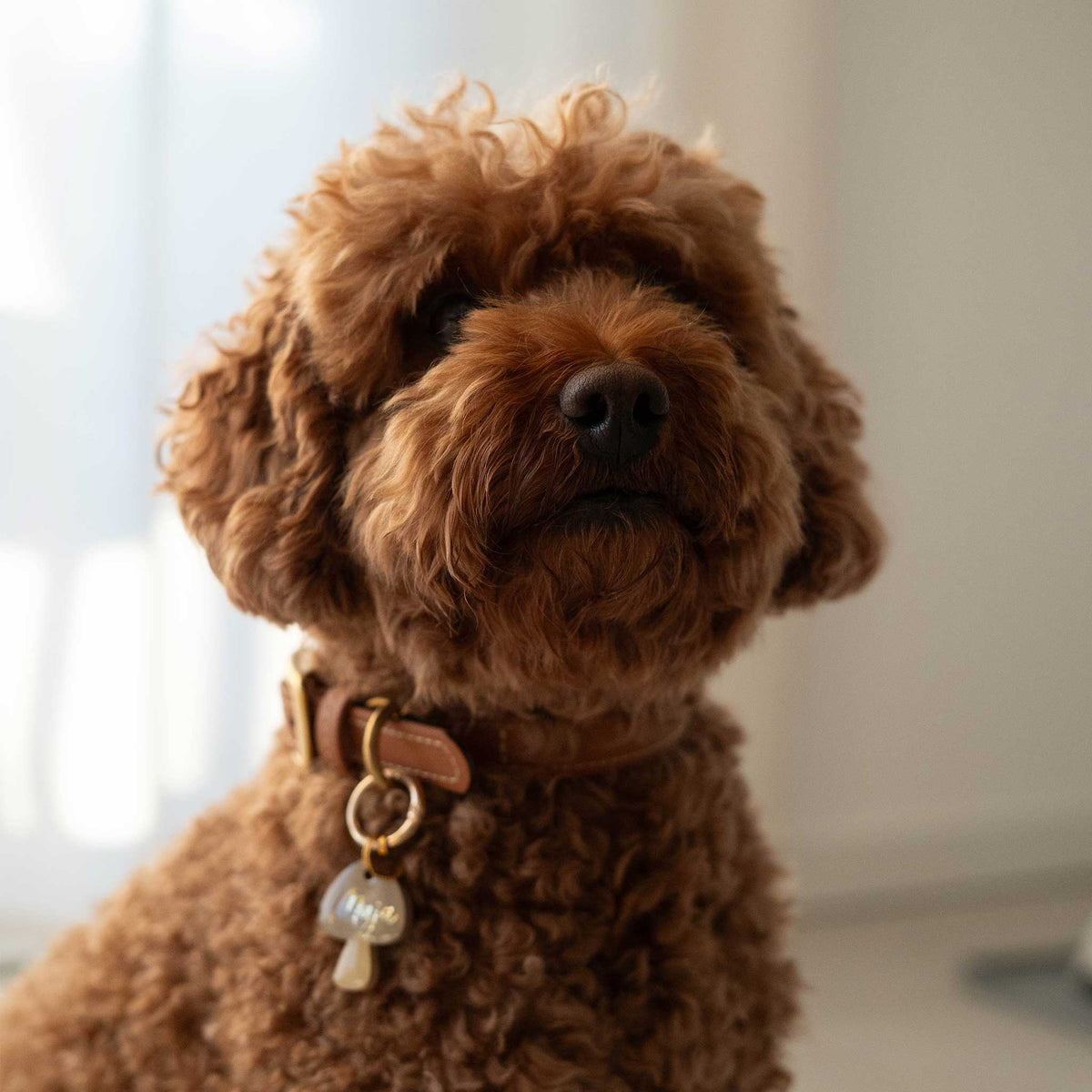 Beige-braune Hundemarke in Pilzform Tragebeispiel Größe S, Form A