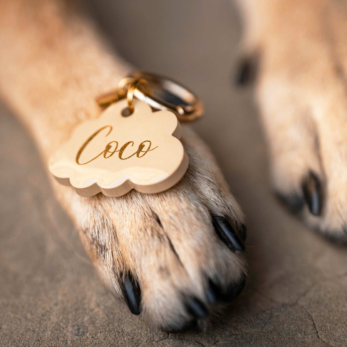 Hundemarke Wolke ⋙SOFT CLOUD⋘ auf der Pfote eines Hundes liegend