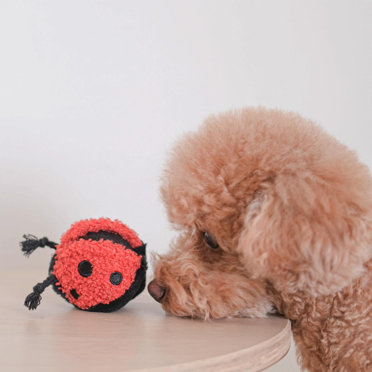 LADYBUG POP Hundespielball Marienkäfer