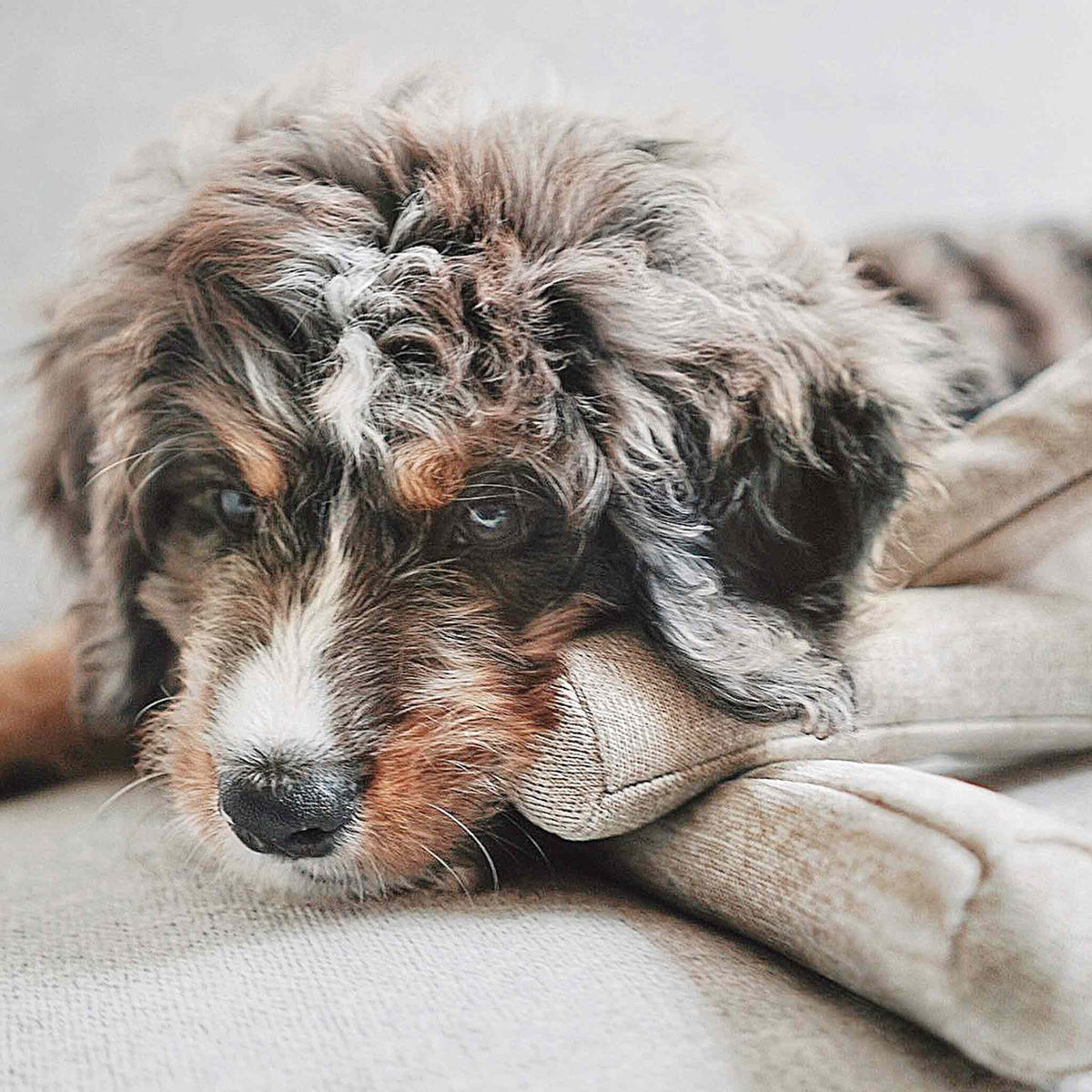 Neu bei herzjubel Lambwolf Collective NOU Hundespielzeug Tan