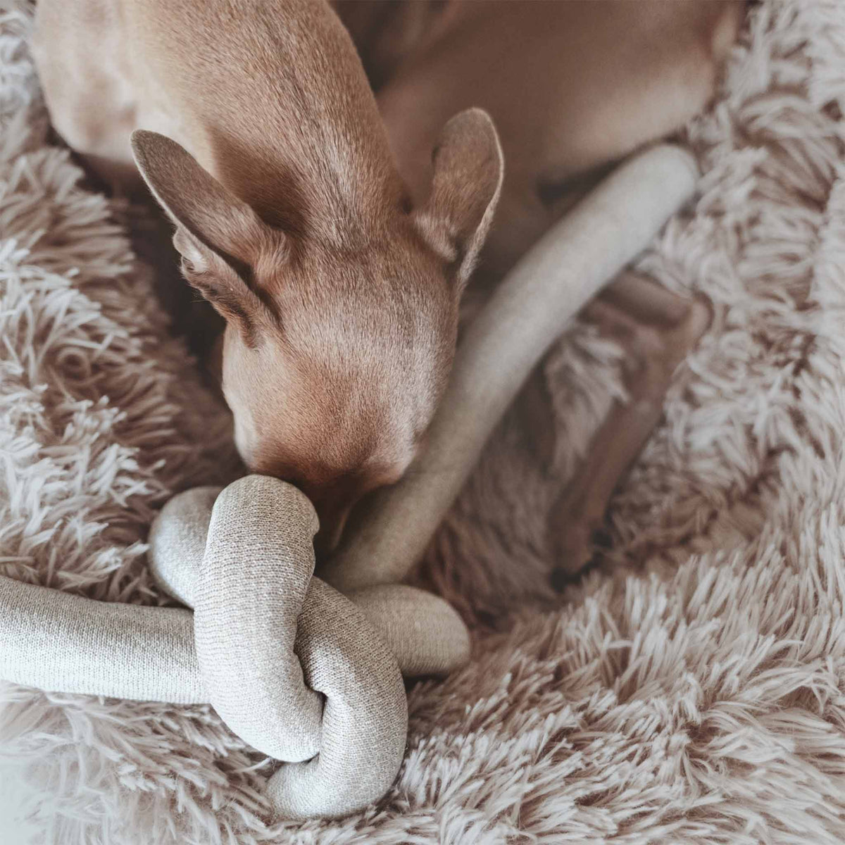 Neu bei herzjubel Lambwolf Collective NOU Hundespielzeug Tan