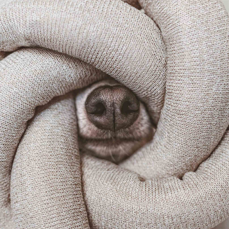 Neu bei herzjubel Lambwolf Collective NOU Hundespielzeug Tan