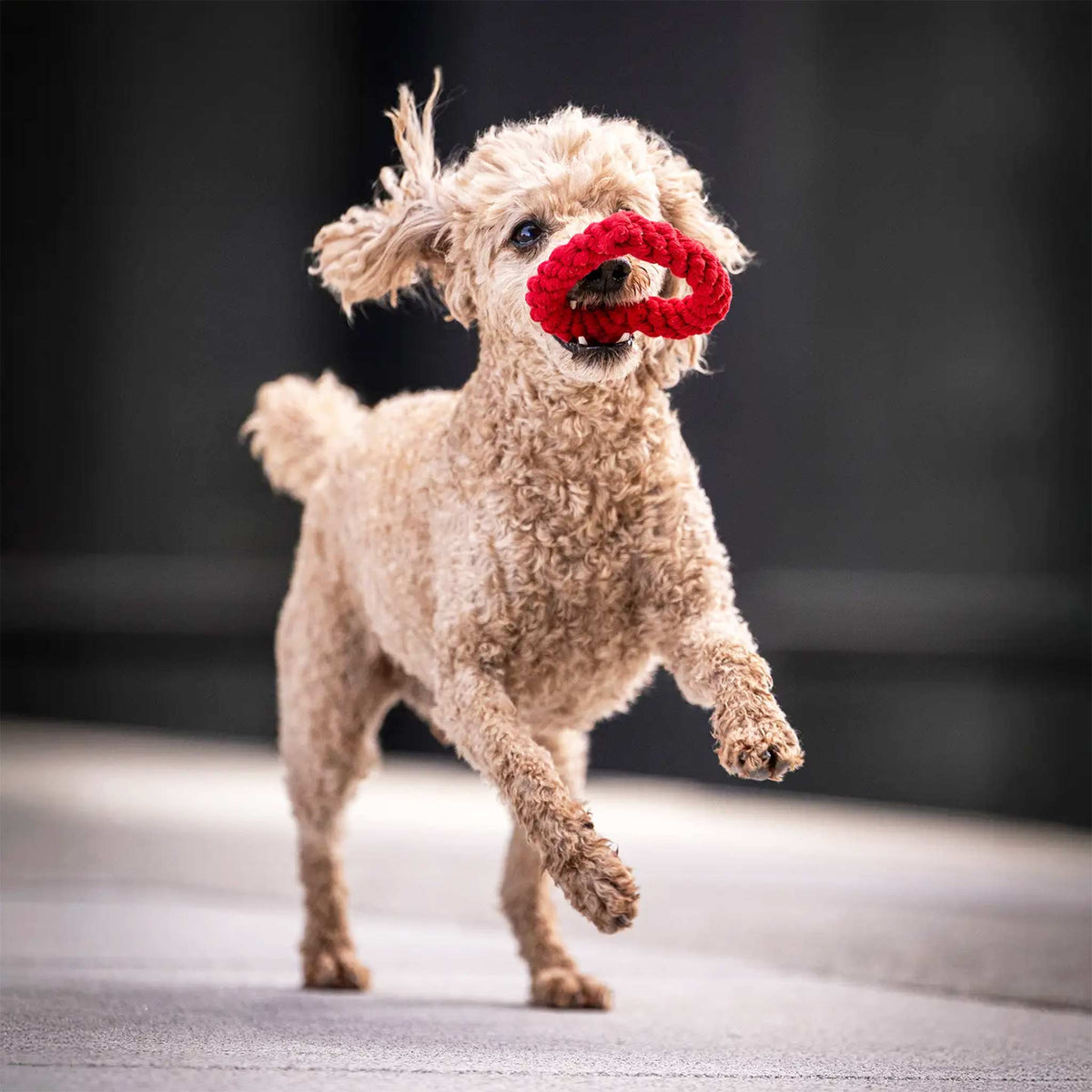 Hundespielzeug Herz rot HERTHA HEART