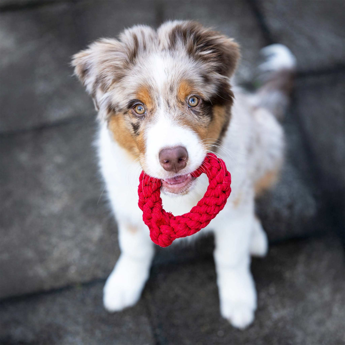 Hundespielzeug Herz rot HERTHA HEART