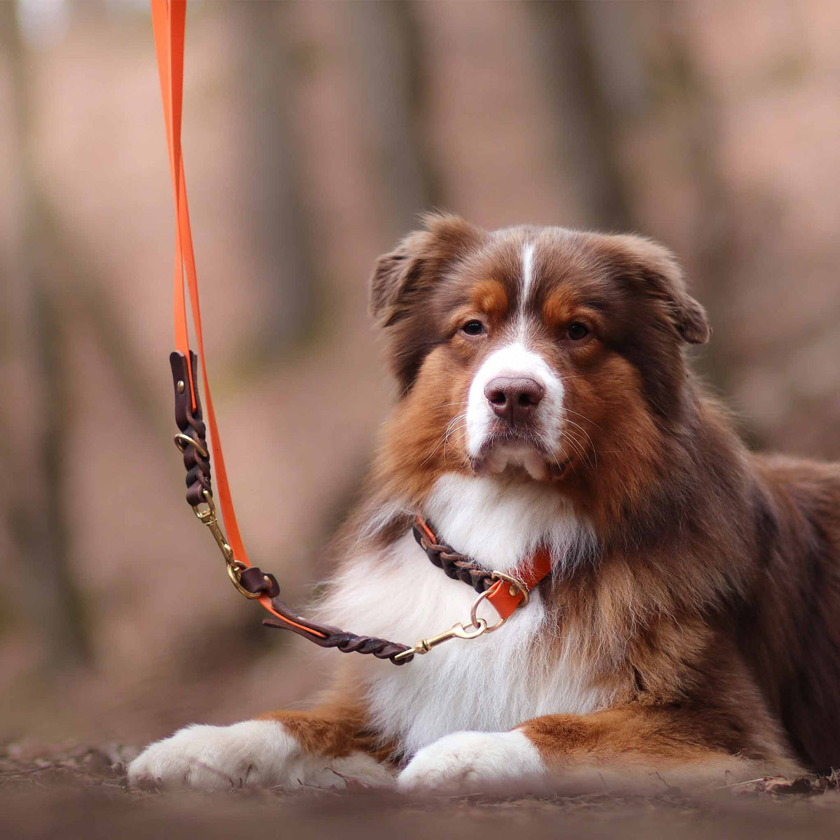 Hundehalsband Zugstopp Biothane x Leder 25 mm orange/cognac ⋙NATURE´S HARMONY WALKIE⋘ Tragebeispiel im Set